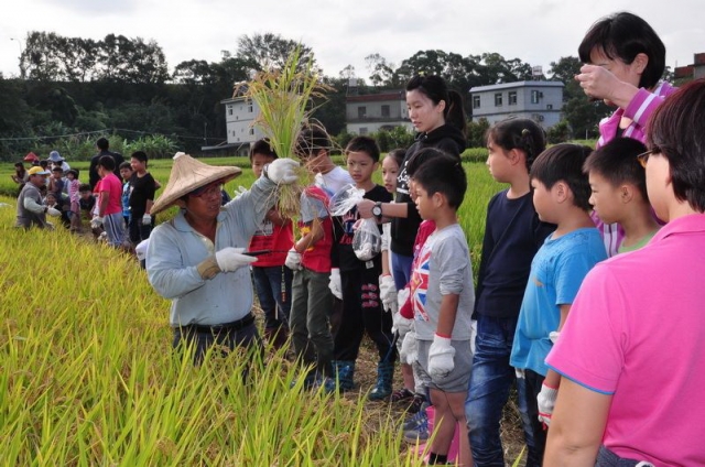 稻田旁成群的遊客觀望著遠方
