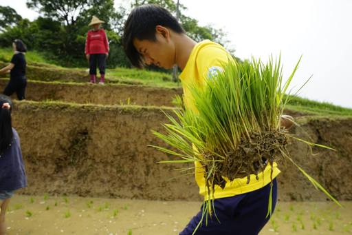 【新聞報導】大學志工攜手公益組織復育三芝水梯田-封面照