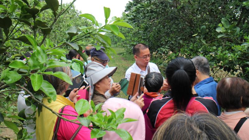 {麻豆DOC} 學員好吃文旦開放選購 在地的別錯過-封面照
