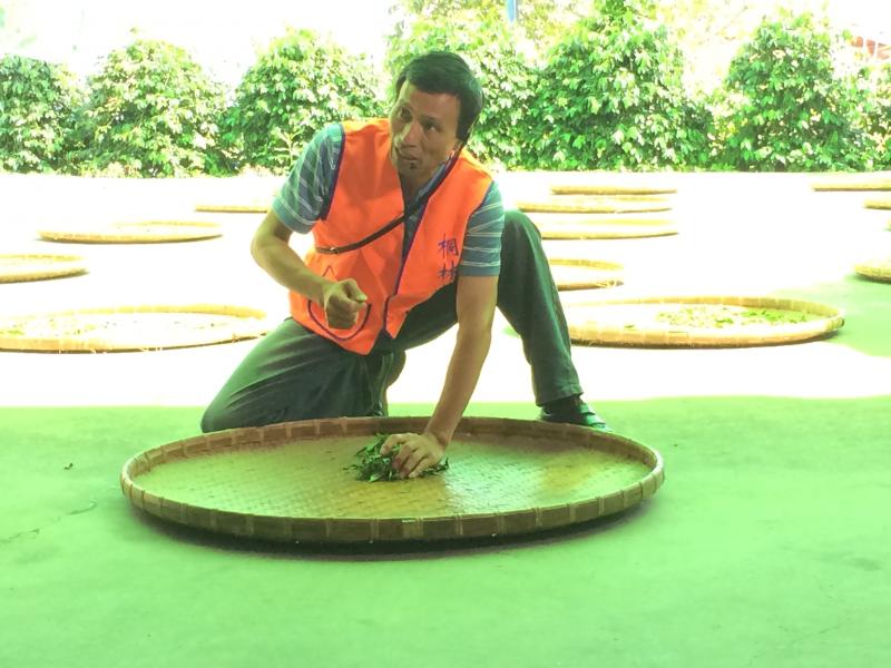 南投最高的桐林茶師傅-封面照