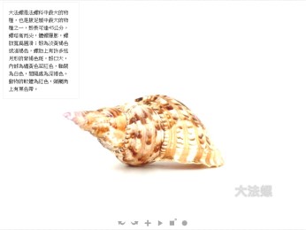 360度旋轉的螺類-封面照
