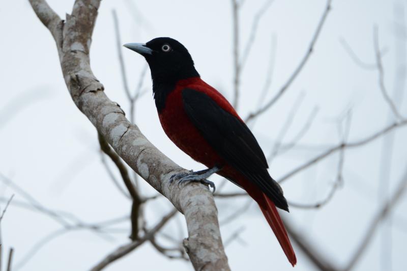 野鳥學會理事長拍攝_朱鸝-封面照