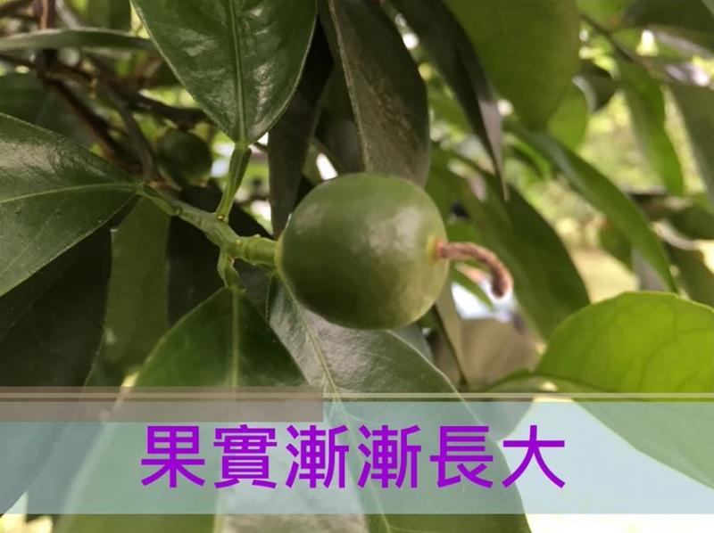 果園實錄-封面照