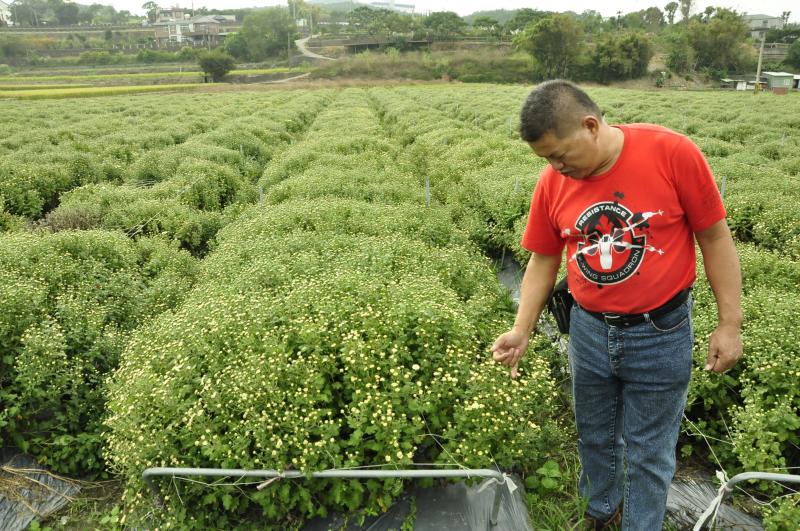 張班長的杭菊花田-封面照