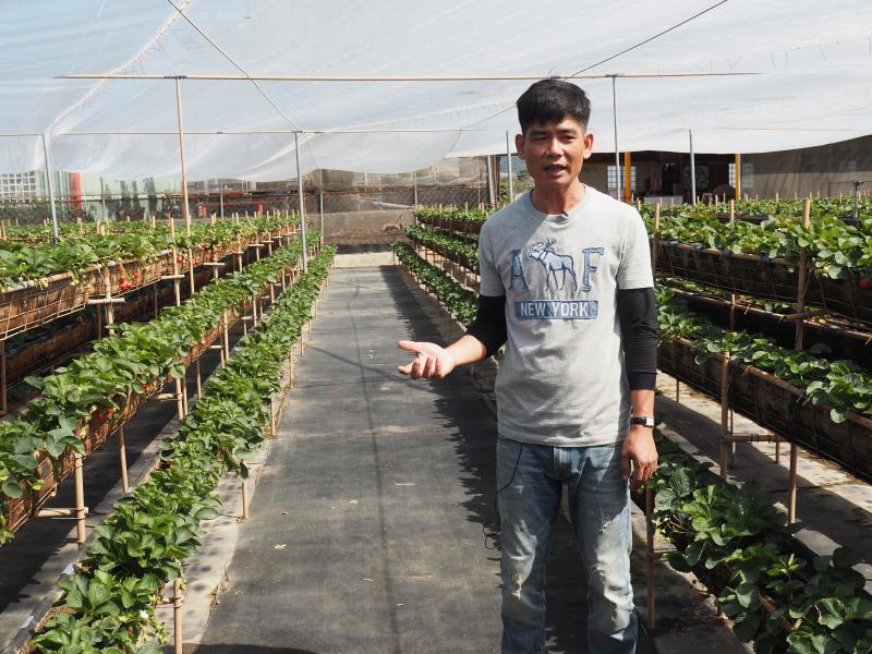 來去墾丁採草莓～莓洋洋觀光果園-封面照