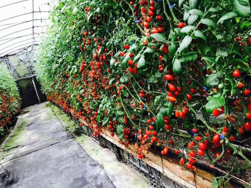來自溫室栽種的無毒小番茄