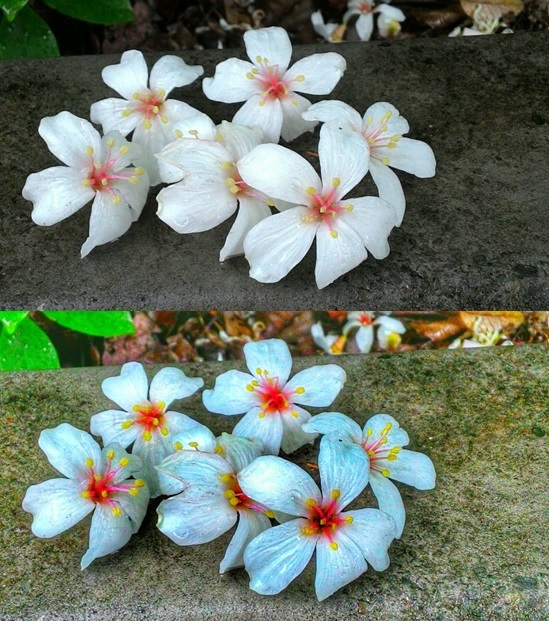 套用不同濾鏡產生不同效果