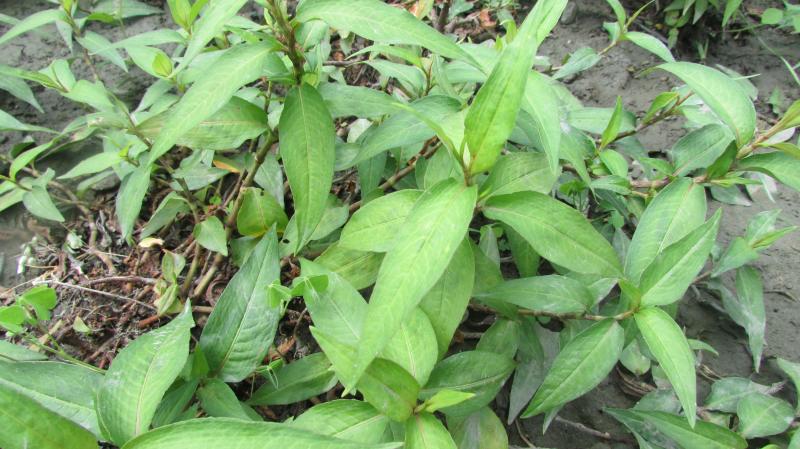 學員拍攝之滇緬香料-水蓼近照