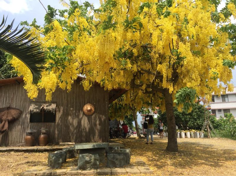 後壁DOC攝影學員們看過來看過來~~~不藏私！台南秘境阿勃勒-封面照