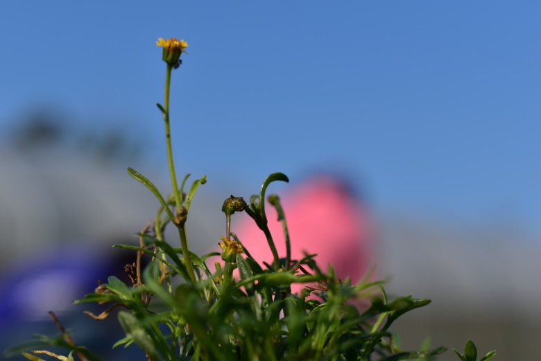 澎湖三寶-封面照