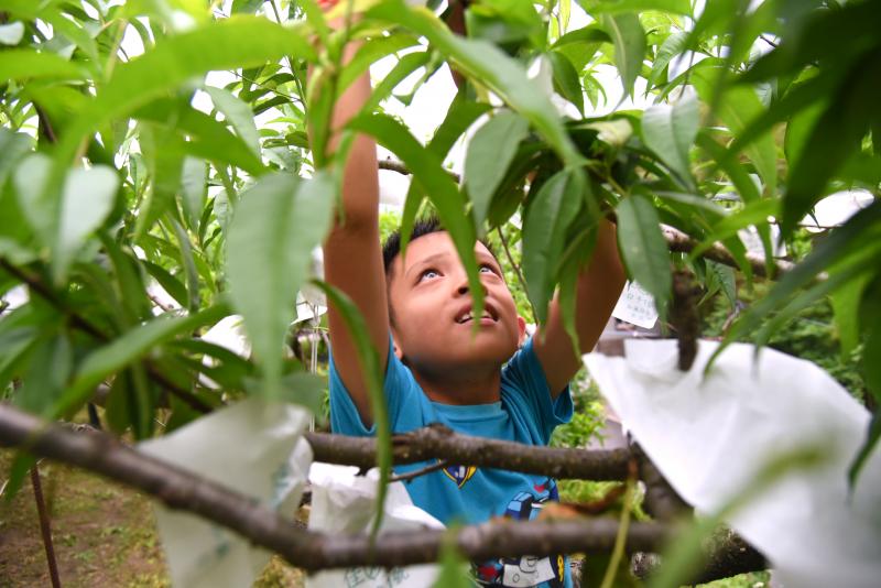 小小孩立大功，五月桃套袋我最行-封面照