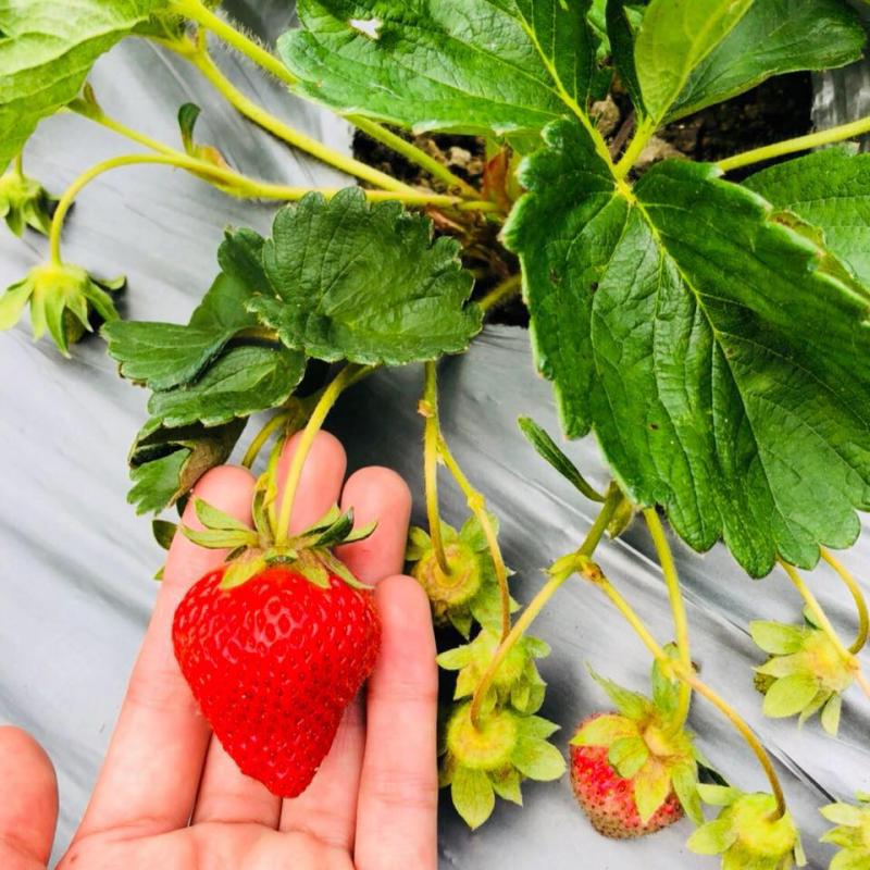 「盛桃花」農特產草莓。