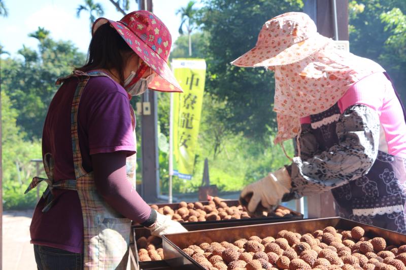 挑選後再入烘焙灶