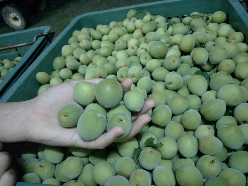 {麻豆DOC} 國道東山站-農產品展示 -封面照