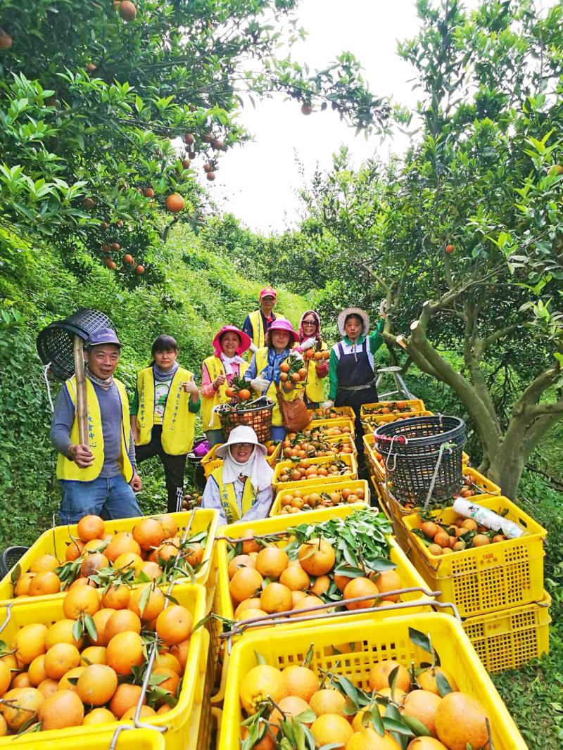 豐收總動員，DOC 熱心團結採果樂-封面照