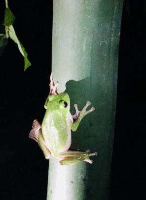 來去嘉義住一晚《親田園》強力召募中!親近戶外，體驗自然生態的美麗， 享受田園，感受鄉村生活的愜意。 來吧！一起來「嘉」認識民雄、大林吧！-封面照