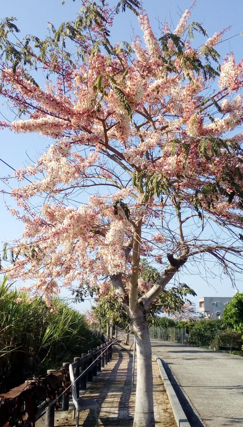 花旗木步道-封面照
