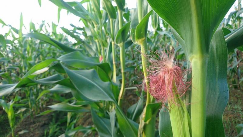 農嘉雅米安心農場-讓您吃的安心的玉米筍