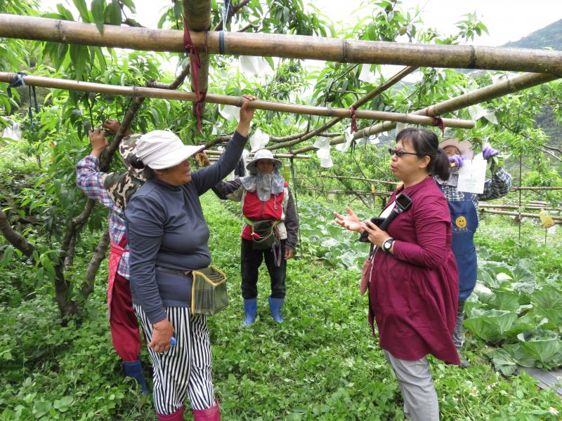 竹苗直播線上看-套袋趣-封面照