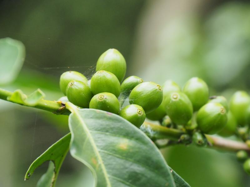 咖啡豆大特寫-封面照