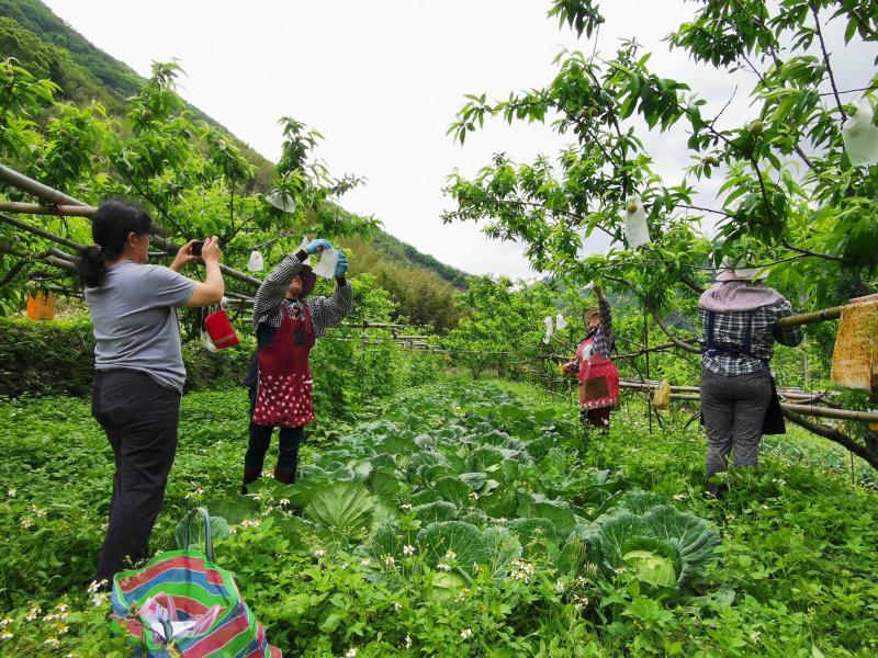 你沒見過的五月桃套袋-封面照