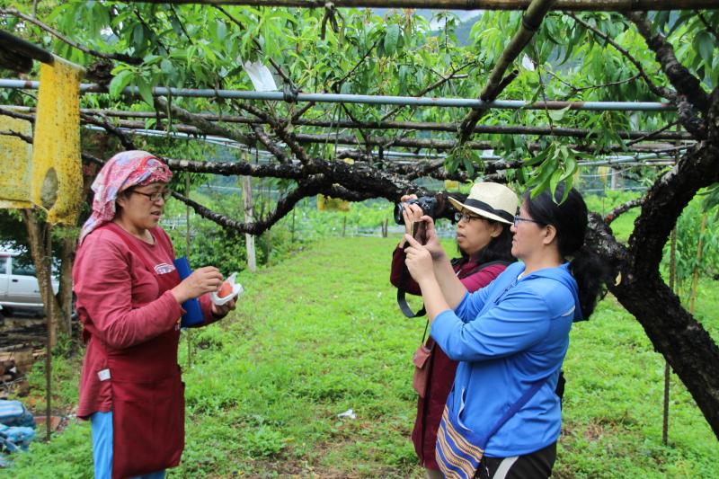 馬里光五月桃慈心綠保認證來到雅優子的果園，馬里光DOC開設直播與大眾分享。