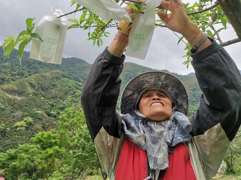 馬里光部落媽媽古度正在為五月桃進行套袋。