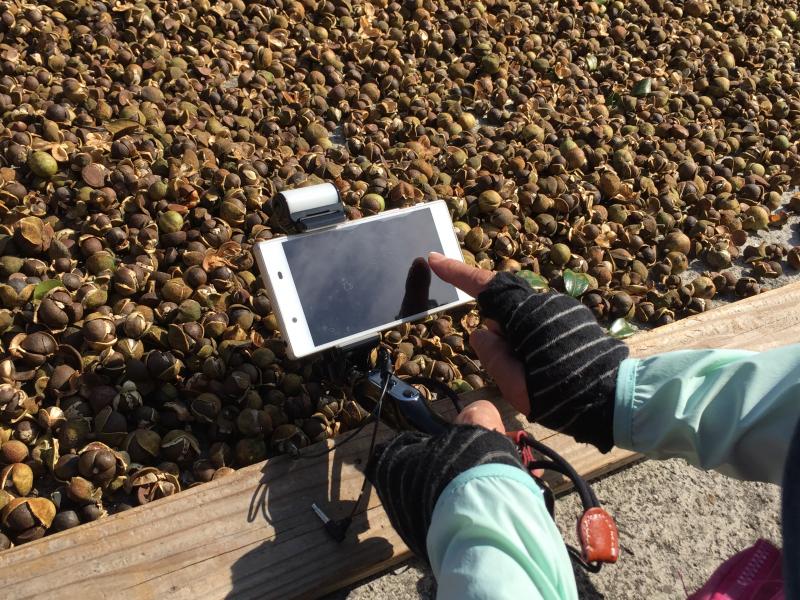 學員拍攝苦茶籽的特寫