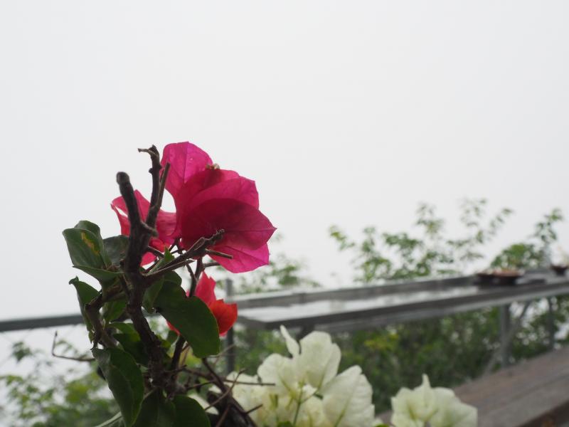 【霧臺】部落大富翁-學員拍攝作品-封面照