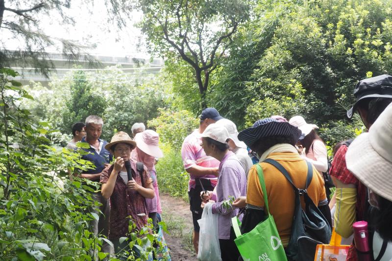 講師帶領學員們採集雜草，也說明其效用、特色...