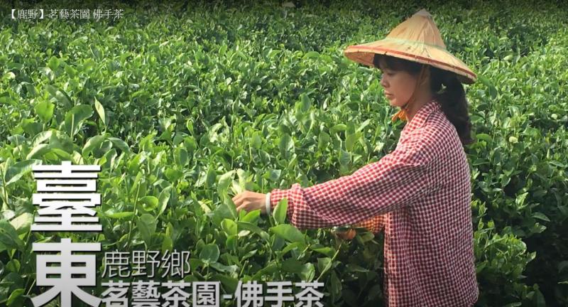 台東鹿野佛手茶-封面照
