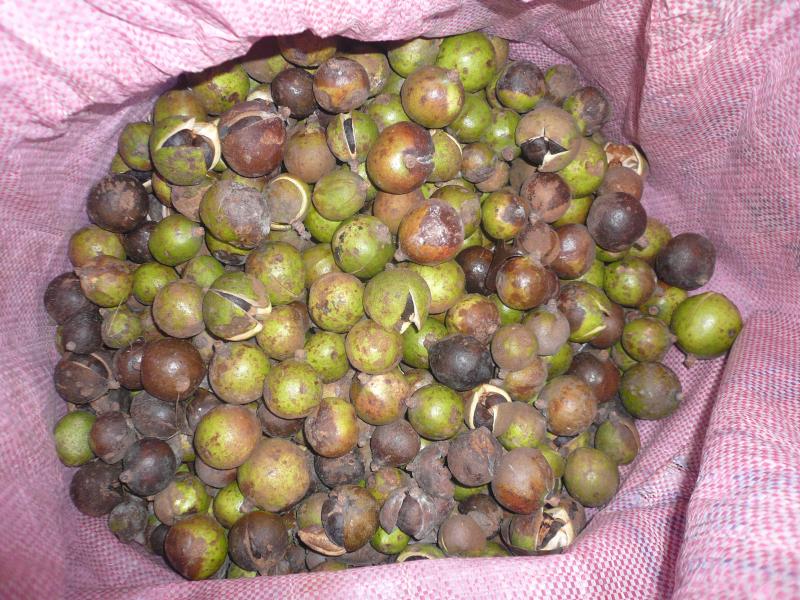 霜降時節是部落採收苦茶果的重要節氣，全部採收可以達到10公噸之多。