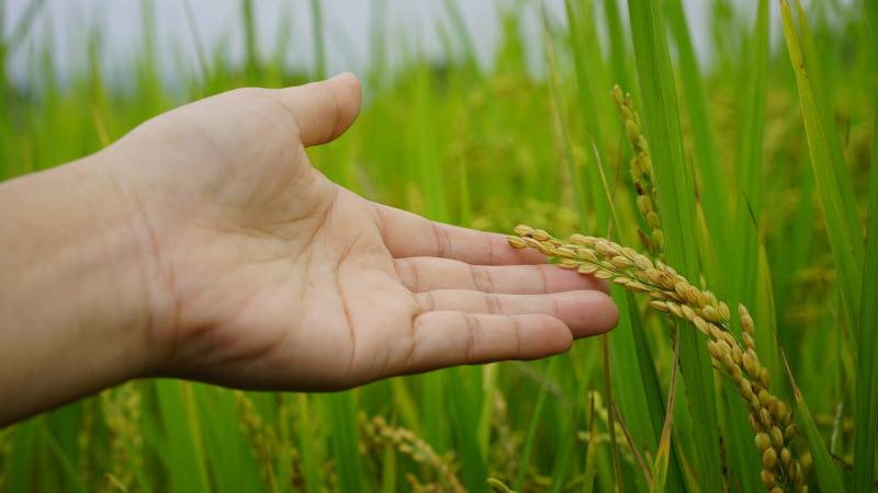 <p>新民DOC推薦的「中和育苗中心」使用生態友善耕法，專利技術培育出富含高米蛋白的稻米種苗，近三年提升了新民村60%農民的收益，實現農業改革最後一哩路。</p>