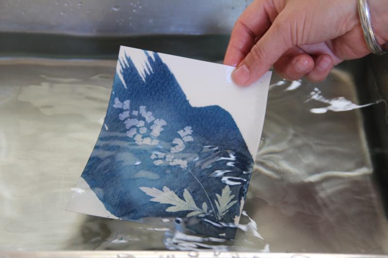 曬完太陽後，拿掉植物，以清水沖掉紙上的藍晒感光劑。