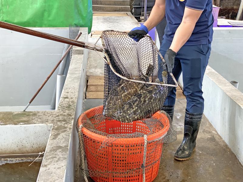 石斑魚打撈情況
