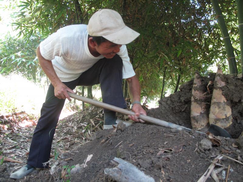 社區農民精心栽種品質優良的竹筍
