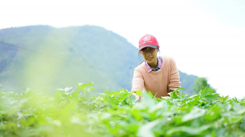 山味農場老闆娘潘欣怡在自家農場菜園裡摘採地瓜葉