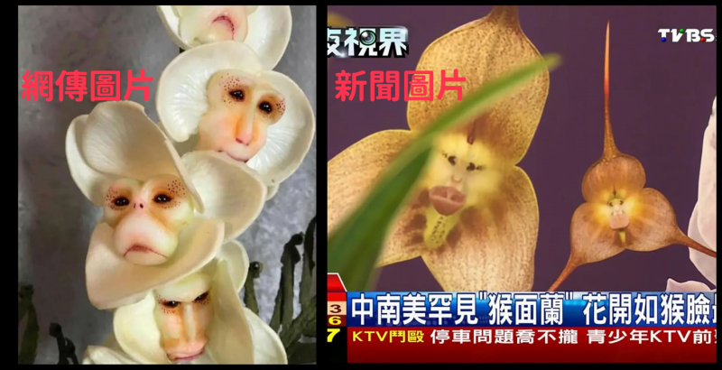 [好假]原來是假的!!!真唬人假猴蘭....-封面照