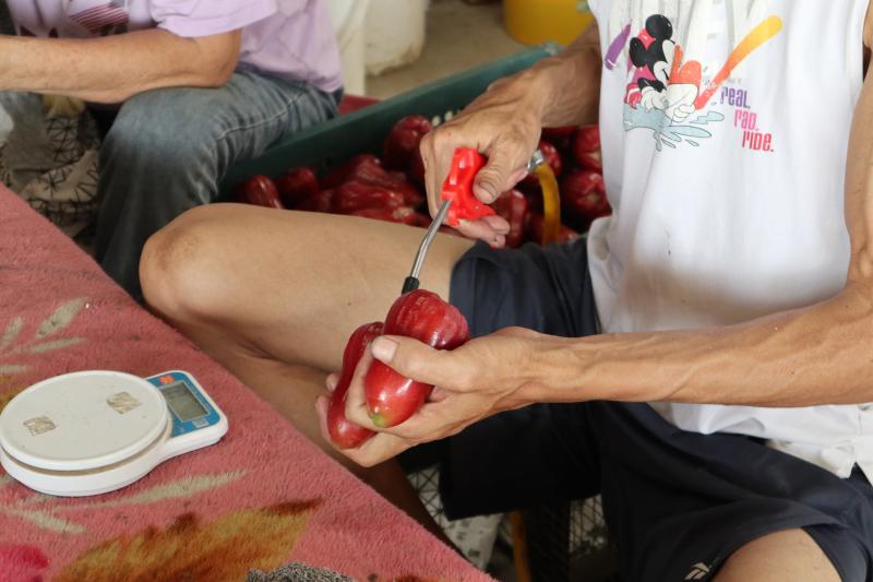 運用噴槍清除蓮霧底部的髒汙