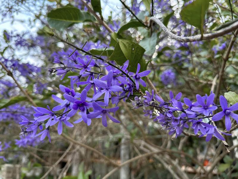 鍚葉藤-浪漫紫2