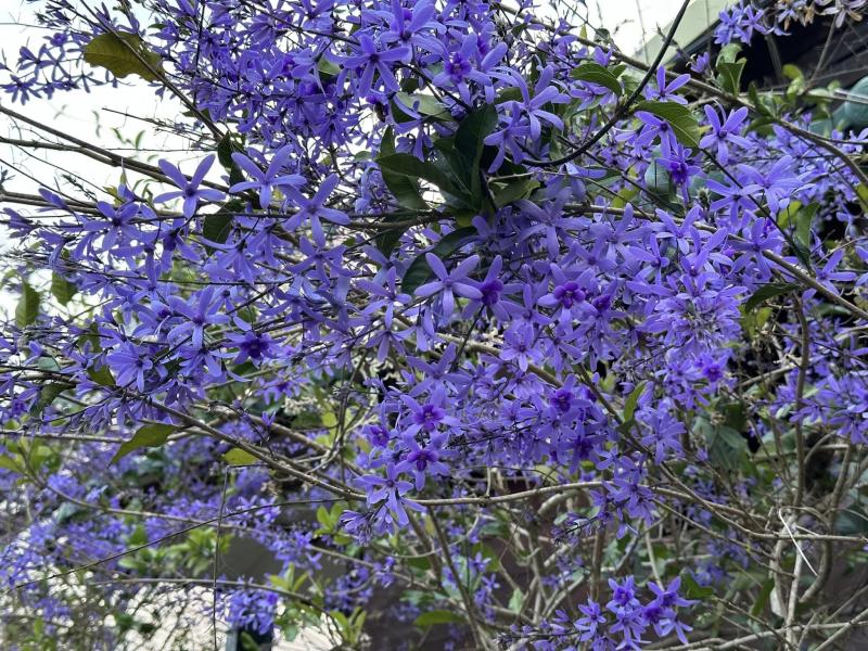 鍚葉藤-浪漫紫3