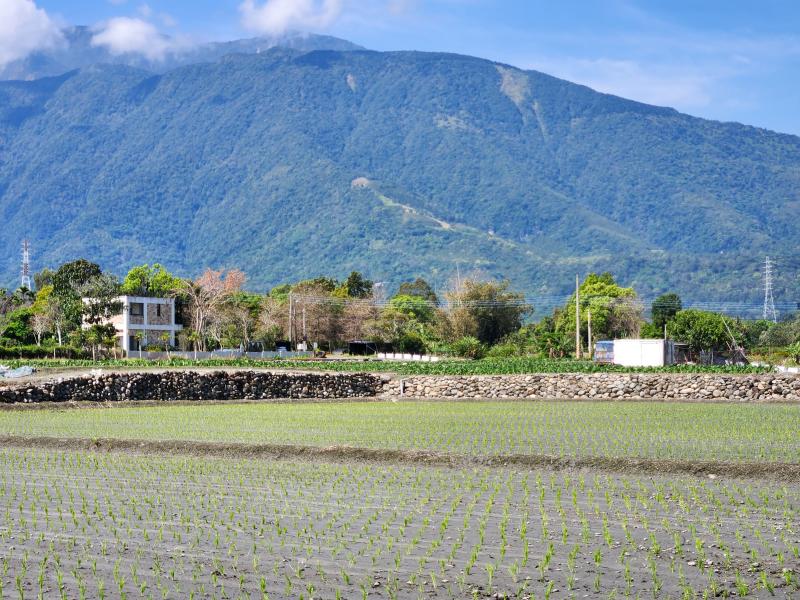 吉安鄉部分稻田仍保留著砌石原始風貌