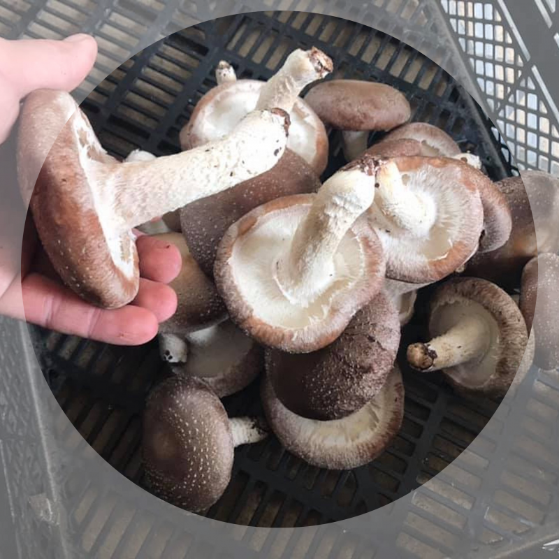 位於金門縣金城的「小島良采」菇農場出產的跟手掌一樣大的香菇