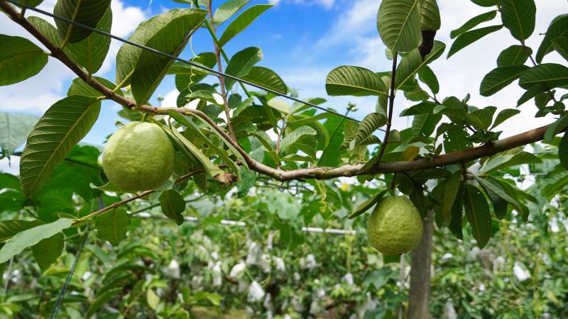目前宜瑾主要種植的是梨子和芭樂，起初在接手果園時要面臨許多挑戰