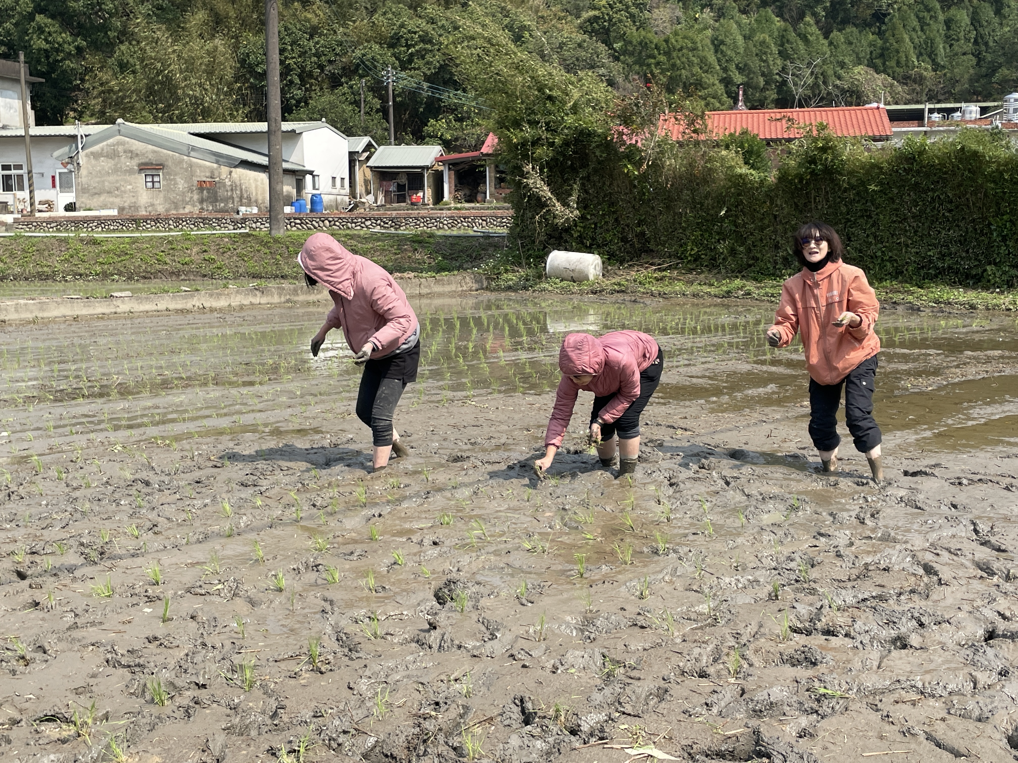 <p>拍攝地點：新竹縣芎林鄉綠華有機園 /  芎林 DOC</p>

<p> </p>

<p>《DOC 職人》綠華有機園張錦龍大哥開放芎林 DOC 學員人工插秧體驗，學員站在田央寸步難行，大嘆農事難為。</p>