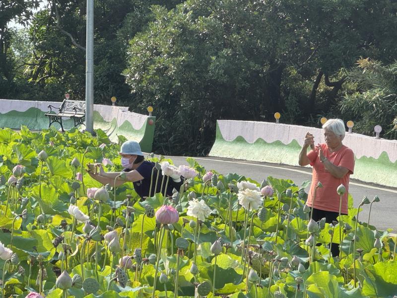 我們來到山豬窟荷花池實地練習。池中荷花盛開，我試著用老師教的方法拍攝，有特寫、倒影，也試著蹲低、改變角度去找畫面