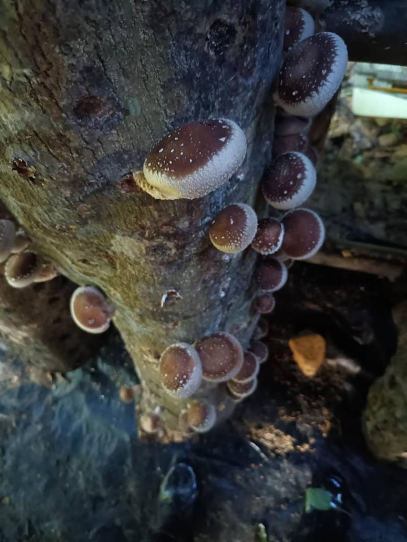 雙龍段木香菇-封面照