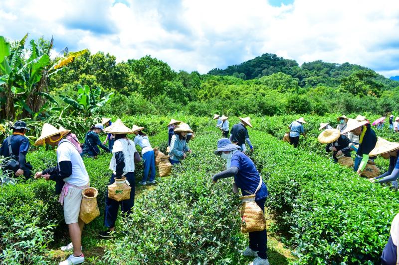 豔陽天,志工體驗茶農的辛勤