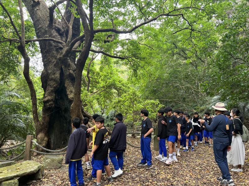 走入森林森呼吸,百年茄冬巡禮