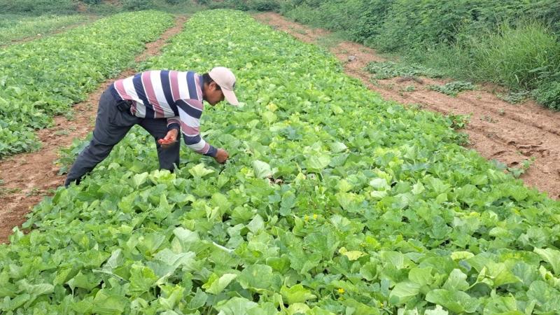 果園記錄老闆平日工作樣